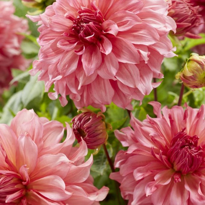 Dahlia Decorative Dinner Plate - Islander