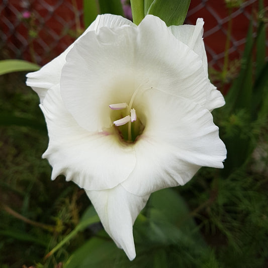 Gladioli Large Flowering - Ivory Priscilla