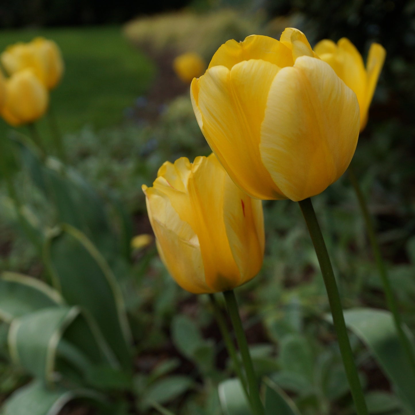 Tulip - Jaap Groot