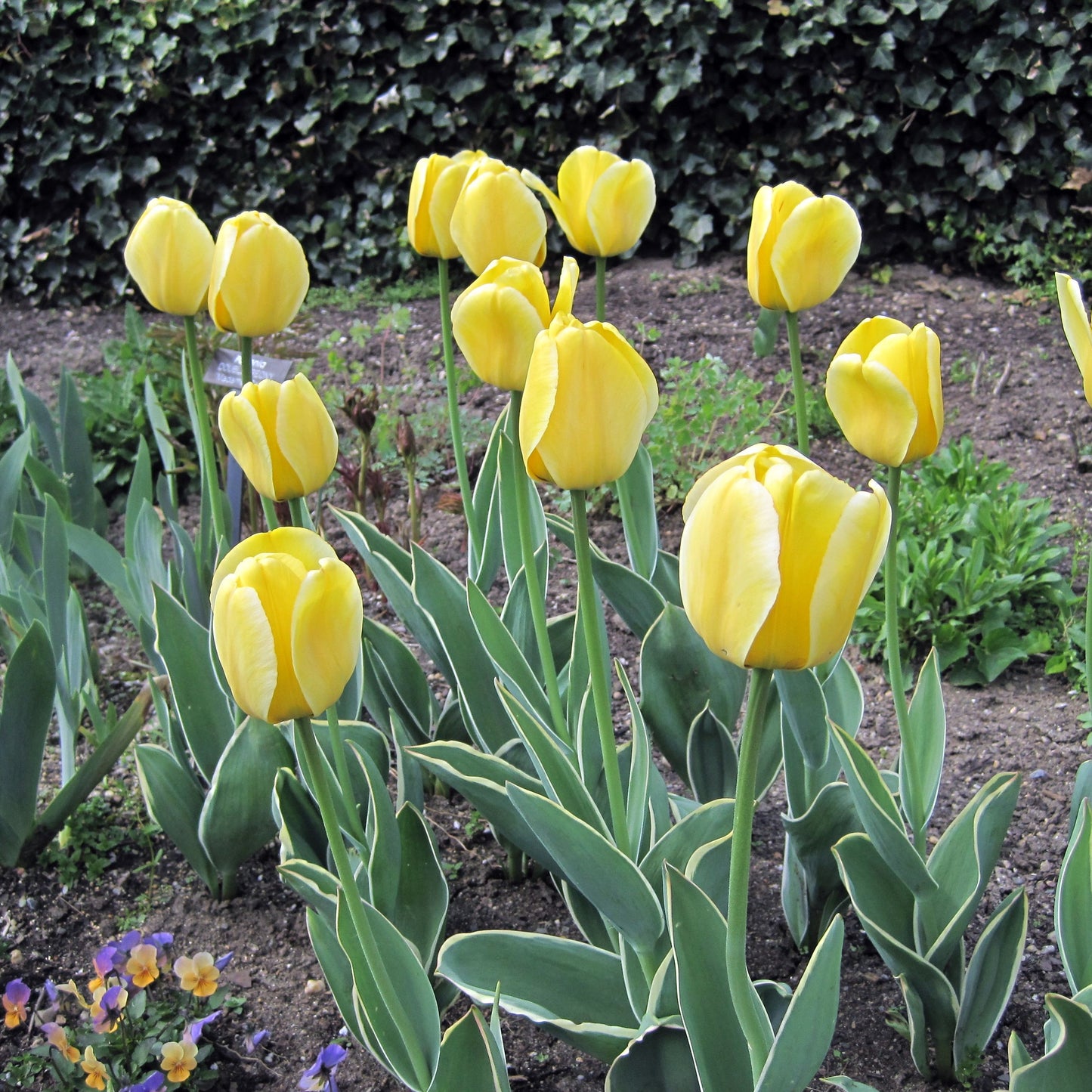 Tulip - Jaap Groot