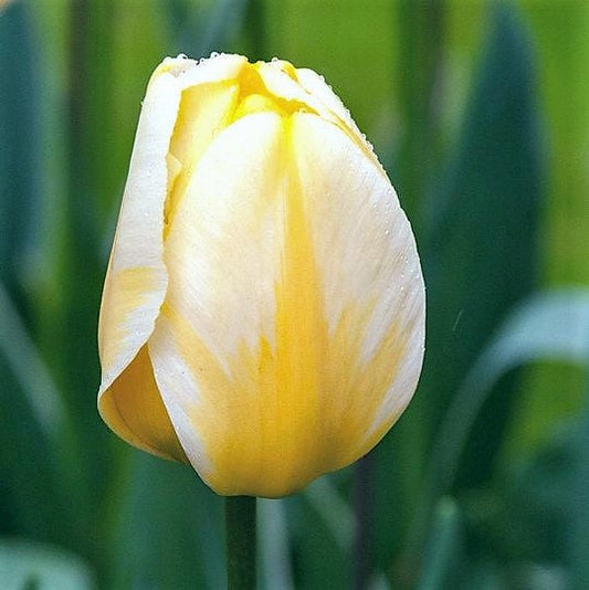 Tulip - Jaap Groot