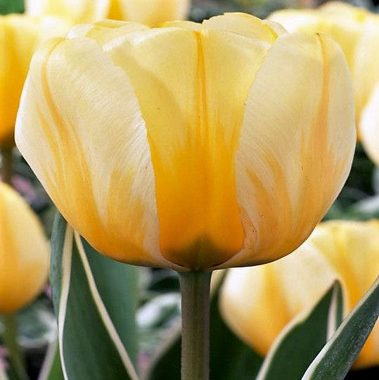 Tulip - Jaap Groot