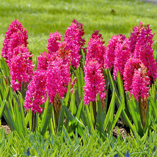 Hyacinth - Jan Bos