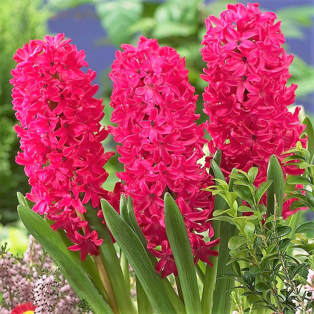 Hyacinth - Jan Bos