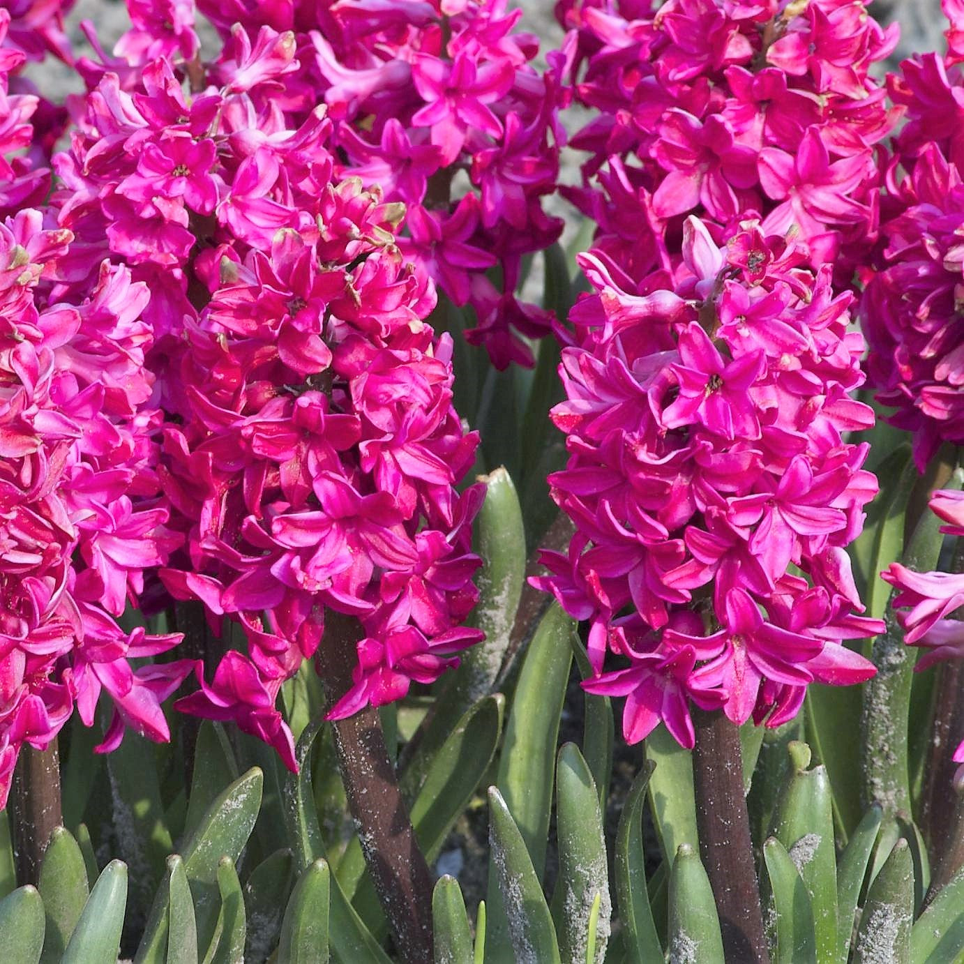Hyacinth - Jan Bos