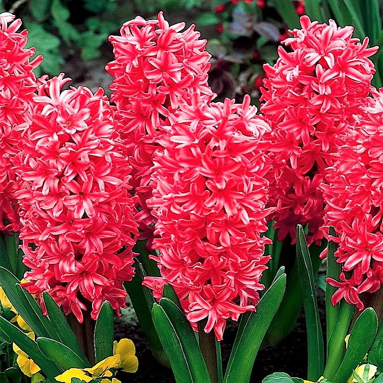 Hyacinth - Jan Bos