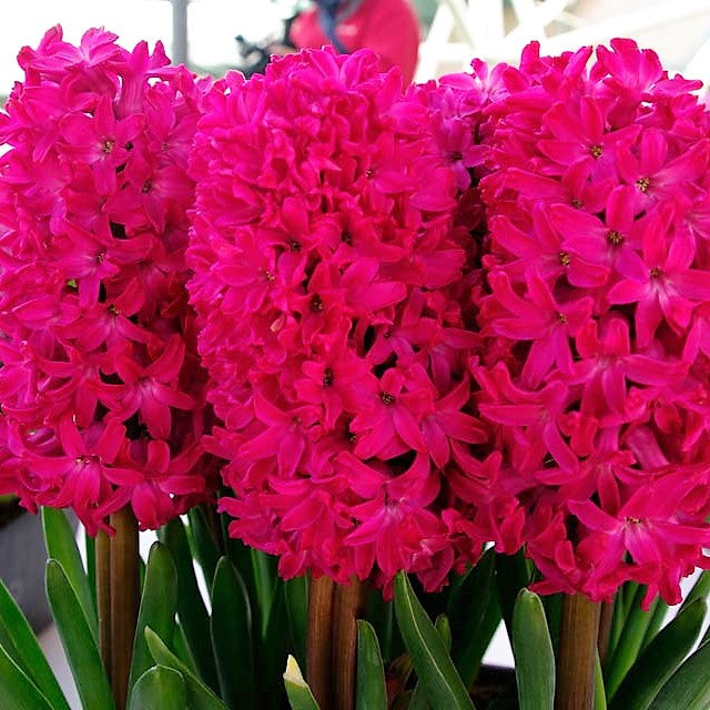 Hyacinth - Jan Bos