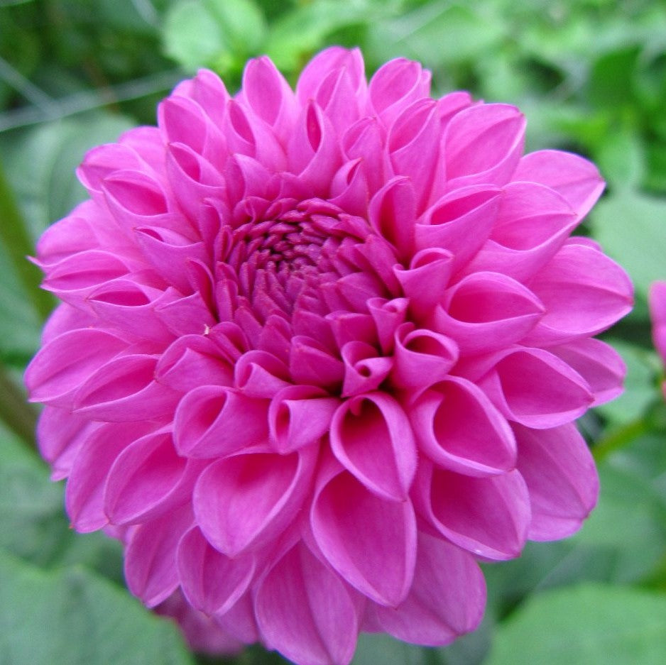 Dahlia Pompom - Jan Van Schaffelaar
