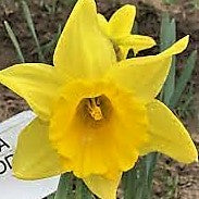 Daffodil - Jedna