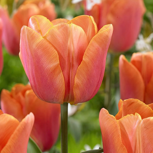 Tulip - Jimmy