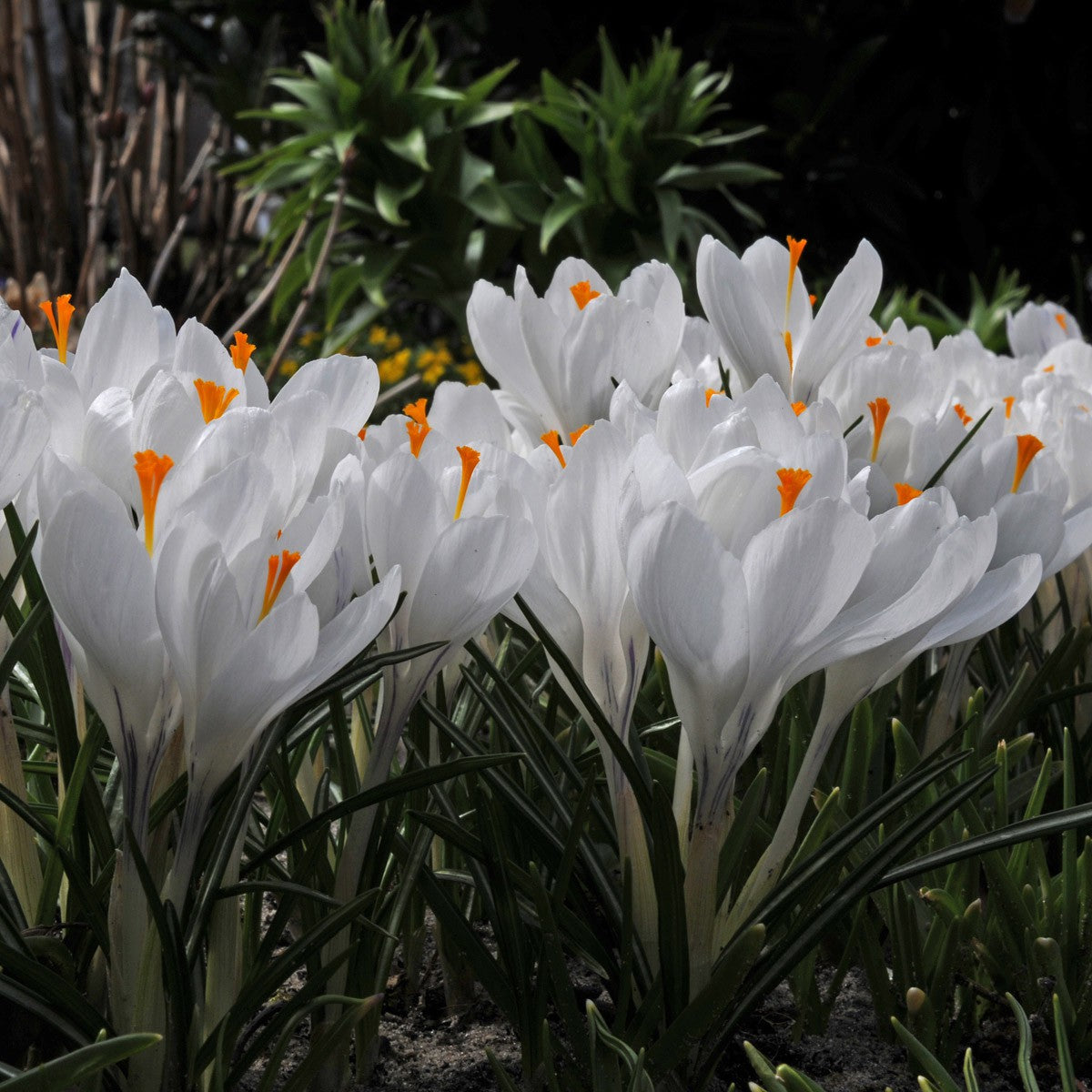 Crocus Large Flowering - Joan of Arc