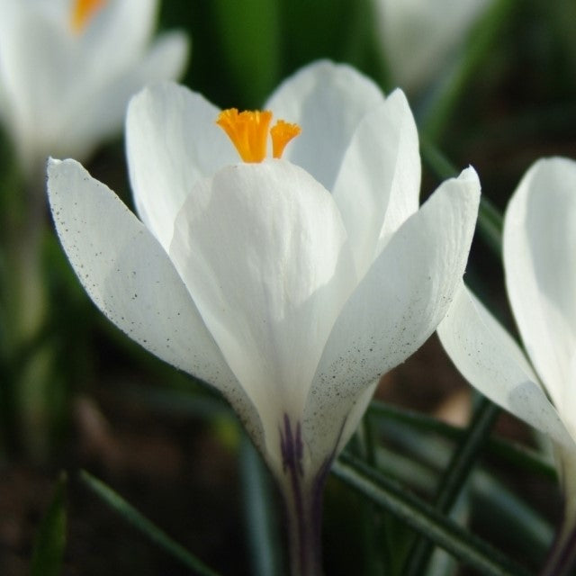 Crocus Large Flowering - Joan of Arc