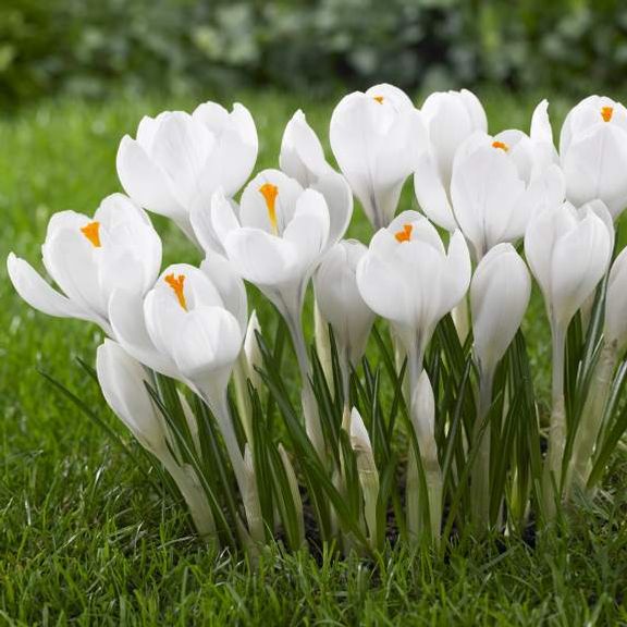 Crocus Large Flowering - Joan of Arc