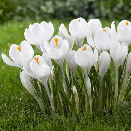 Crocus Large Flowering - Joan of Arc