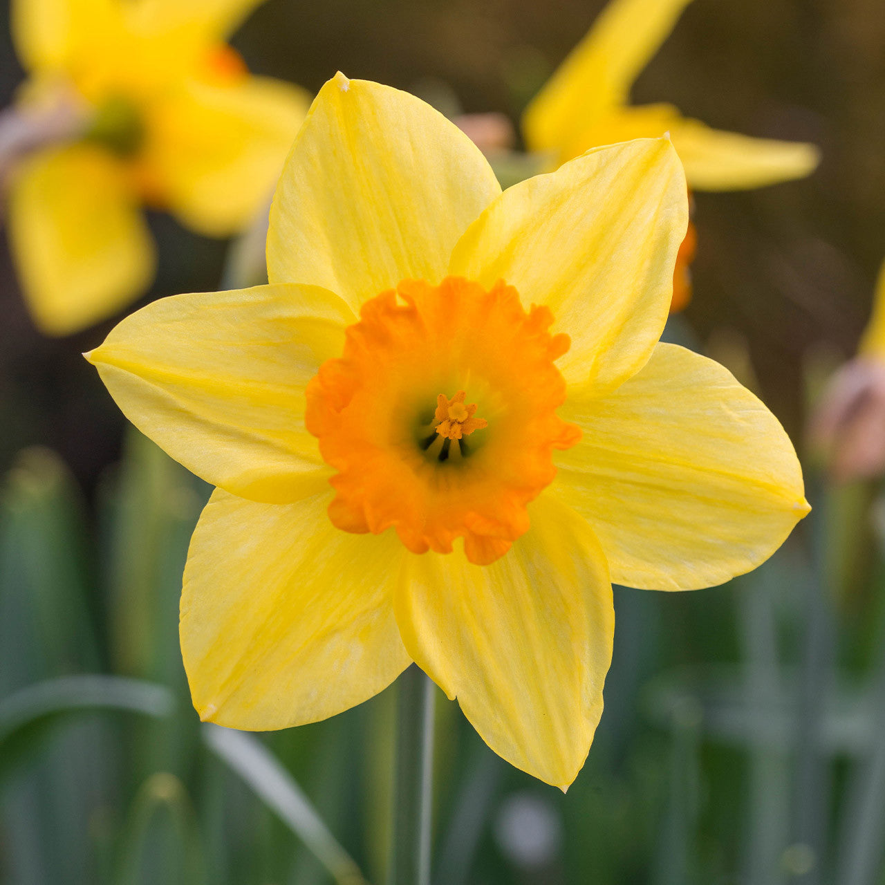 Daffodil - Juanita