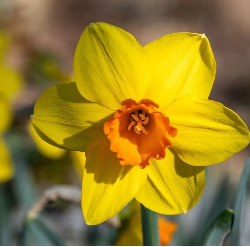 Daffodil - Juanita