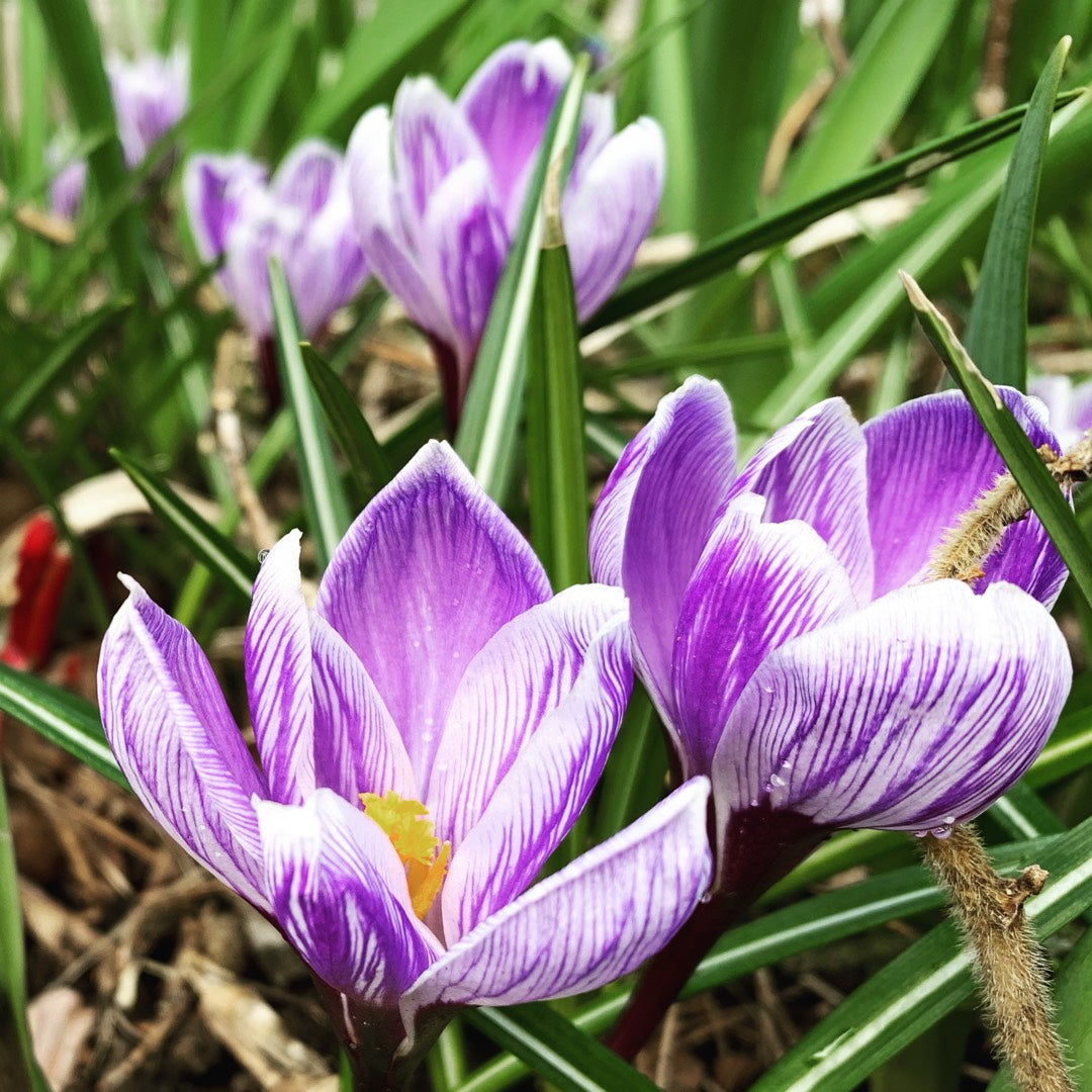 Crocus Large Flowering - King of the Striped
