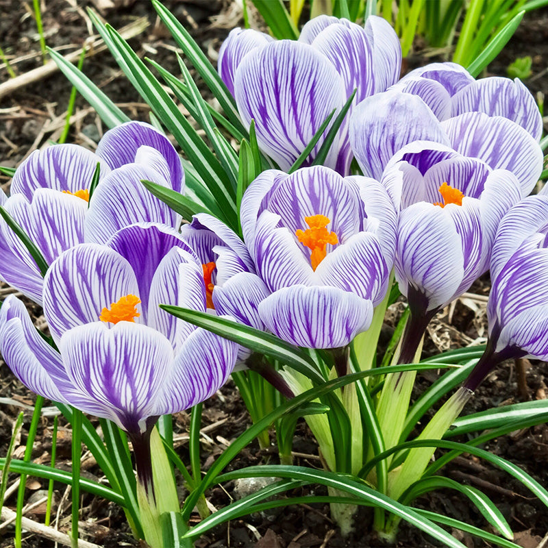 Crocus Large Flowering - King of the Striped