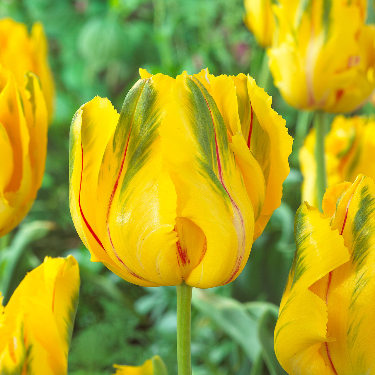 Tulip - La Courtine
