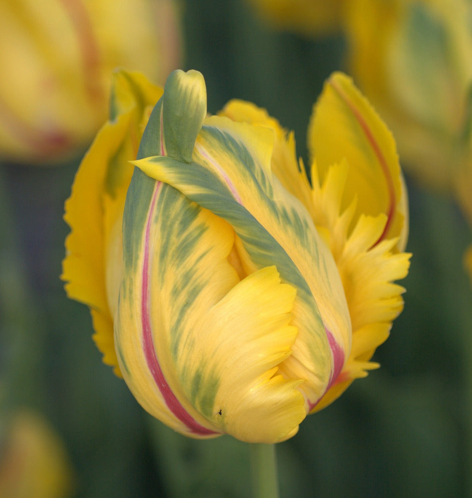 Tulip - La Courtine