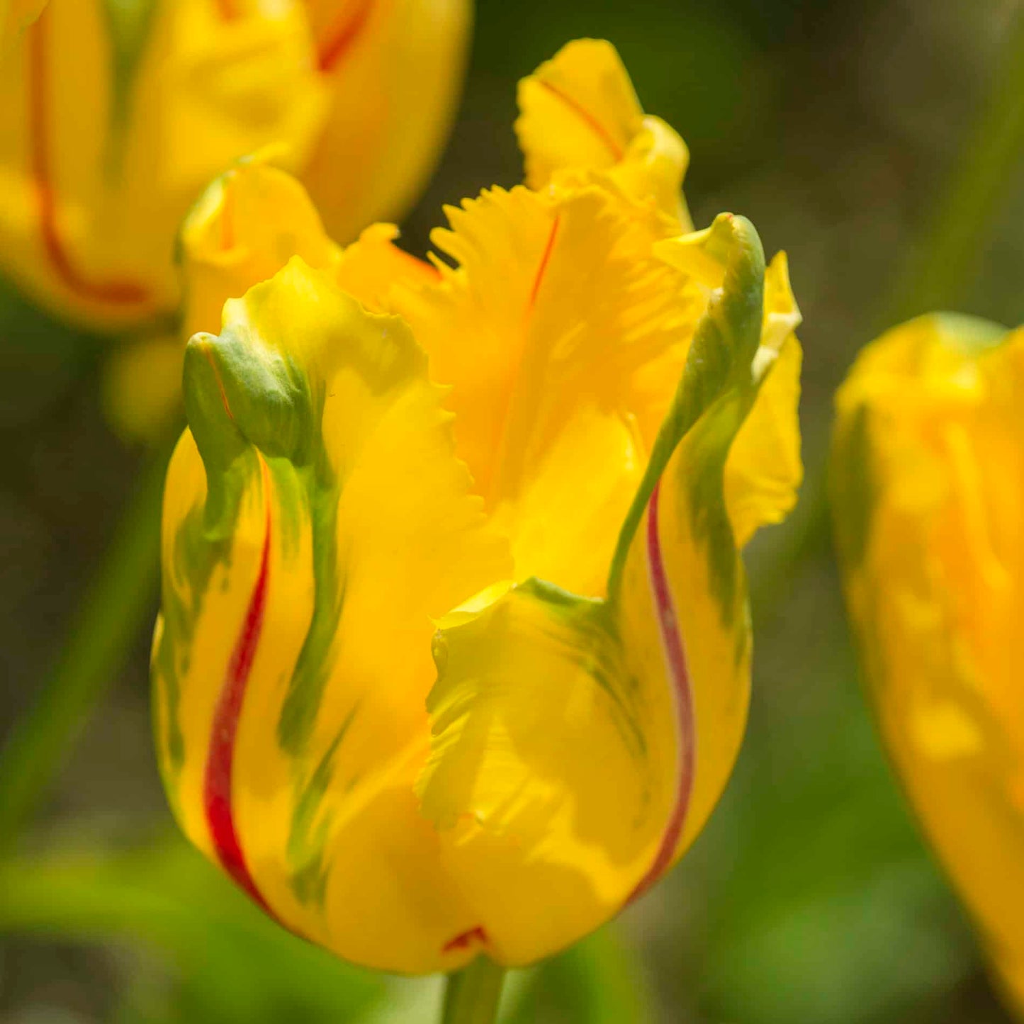 Tulip - La Courtine