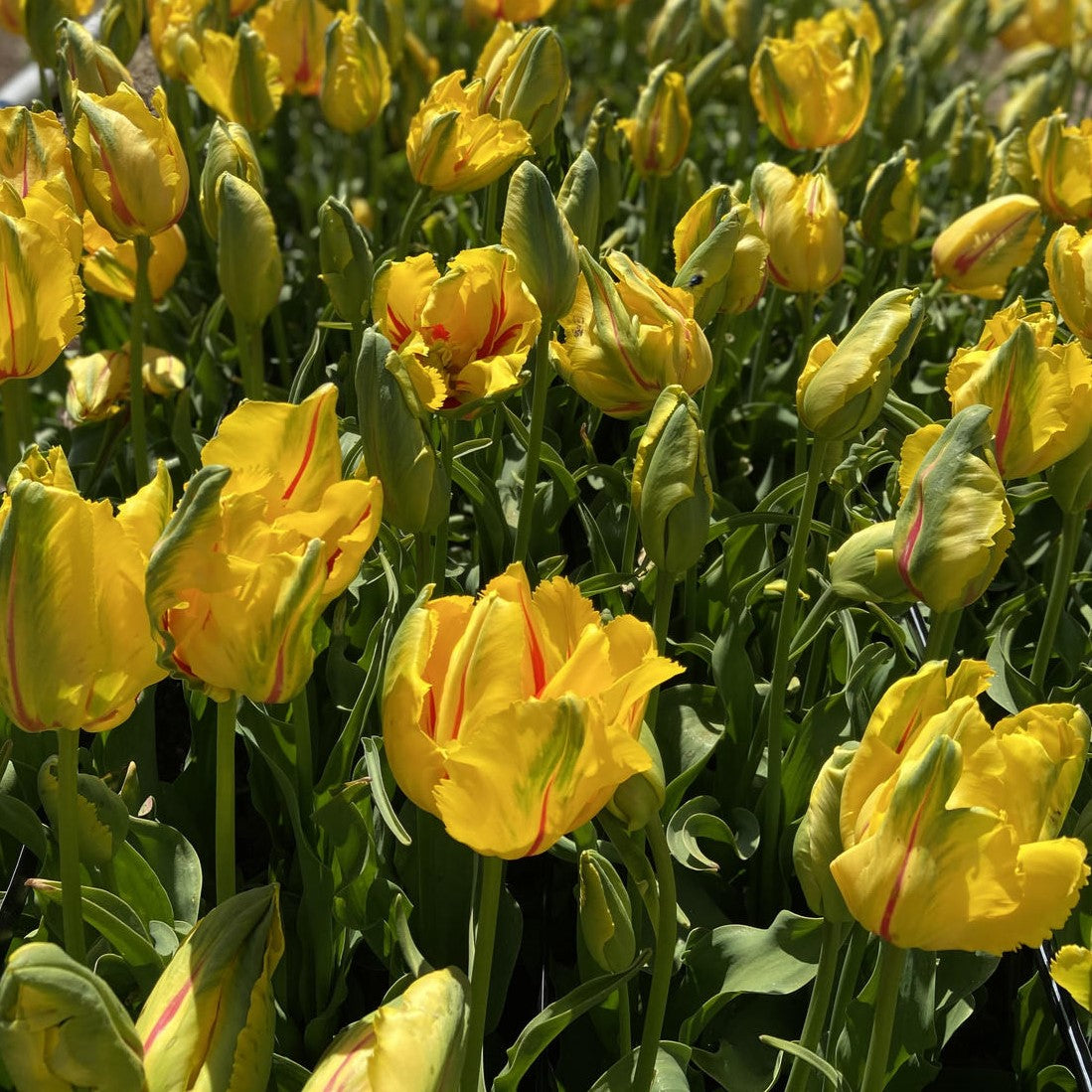Tulip - La Courtine