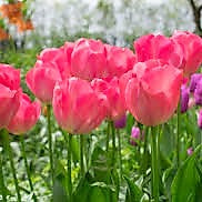 Tulip - Lady Van Eijk