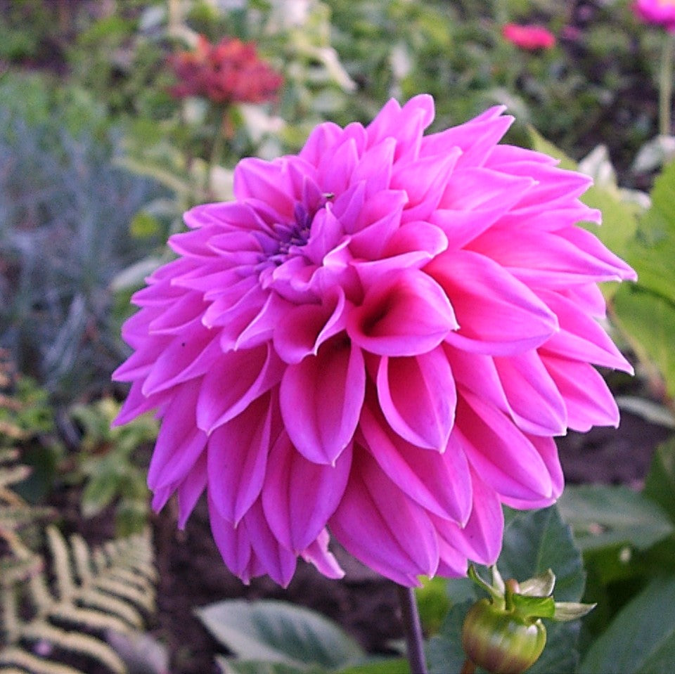 Dahlia Dinnerplate - Lavender Perfection