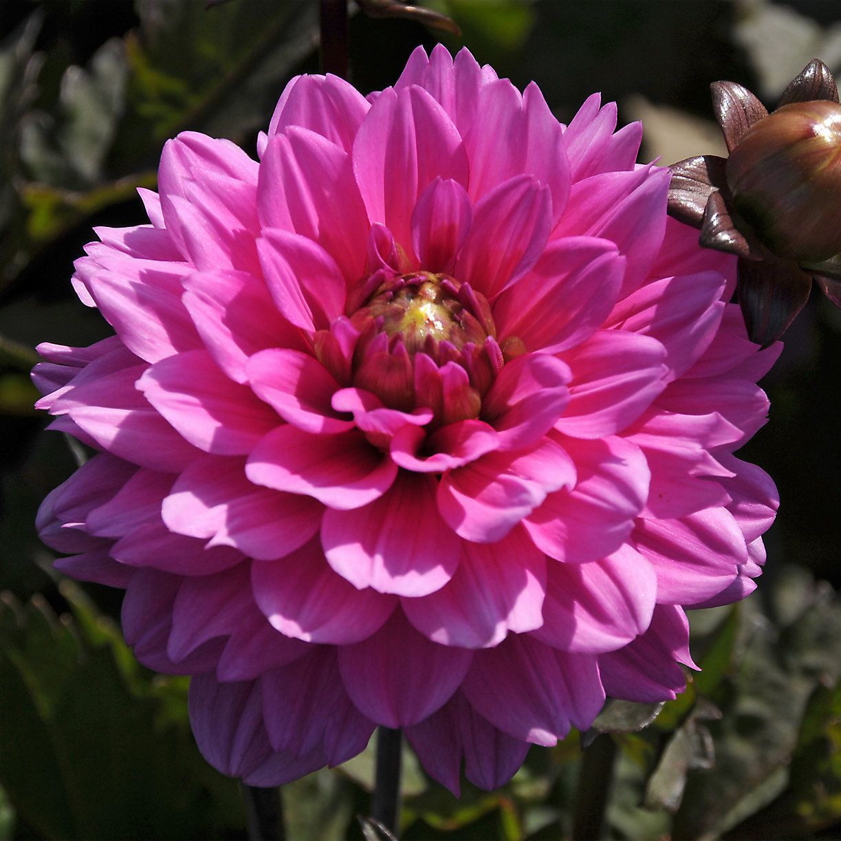 Dahlia Dinnerplate - Lavender Perfection