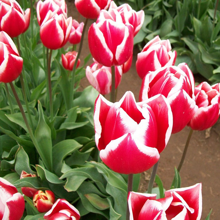 Tulip - Leen Van Der Mark