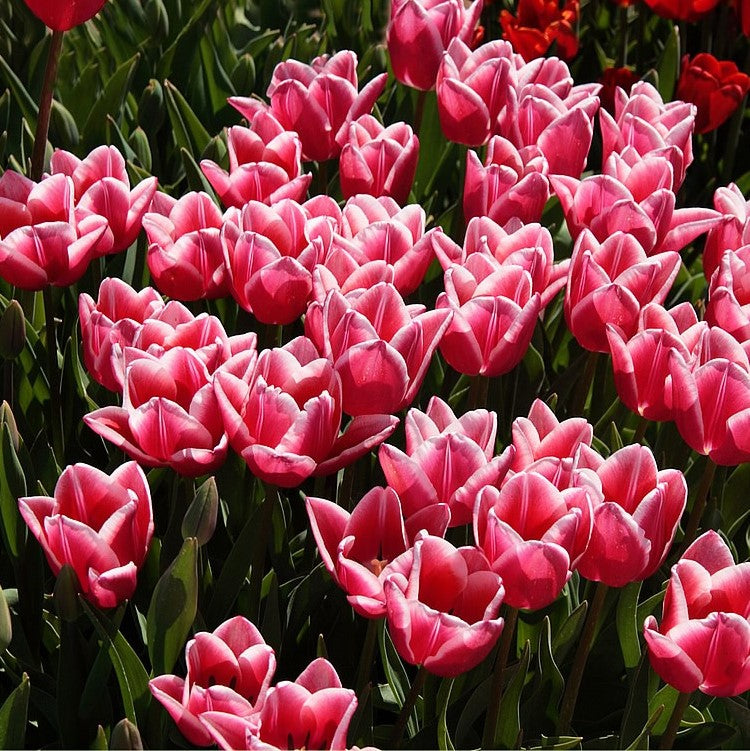Tulip - Leen Van Der Mark