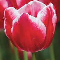 Tulip - Leen Van Der Mark