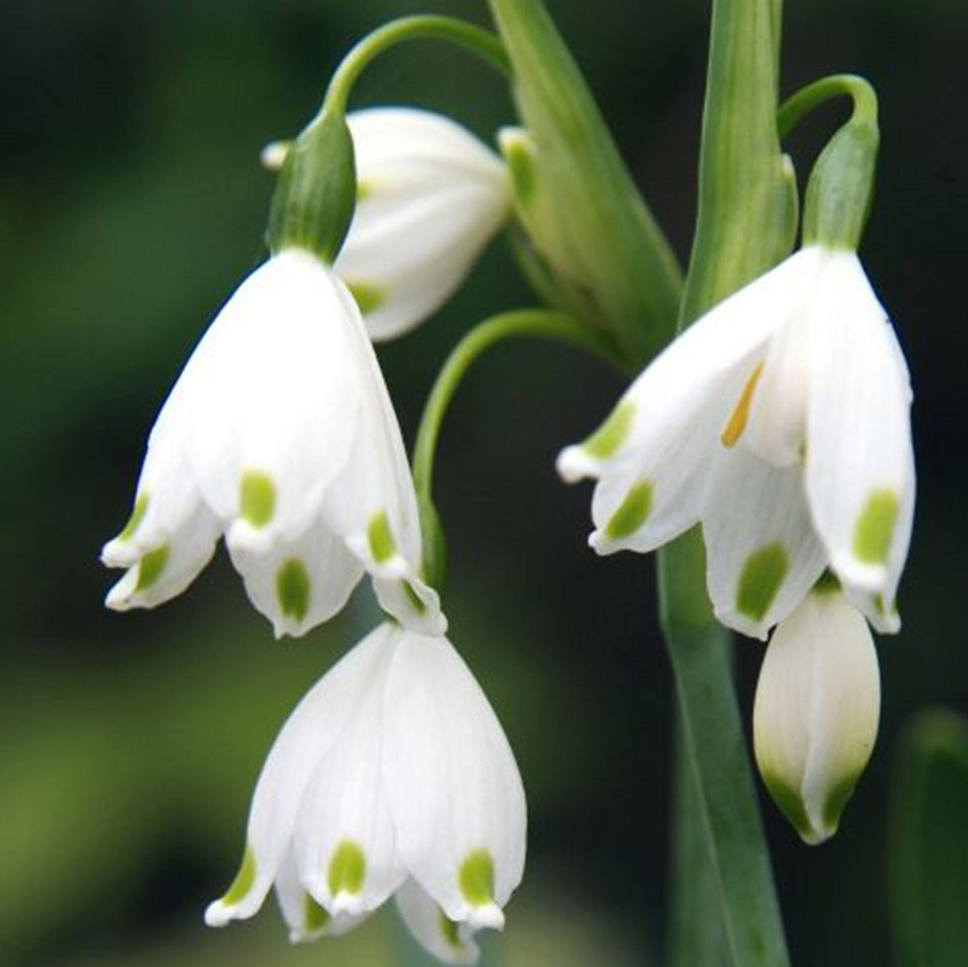 Leucojum Aestivum (Summer Snowflake)