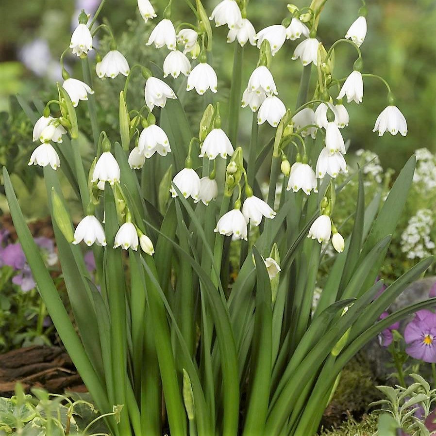 Leucojum Aestivum (Summer Snowflake)