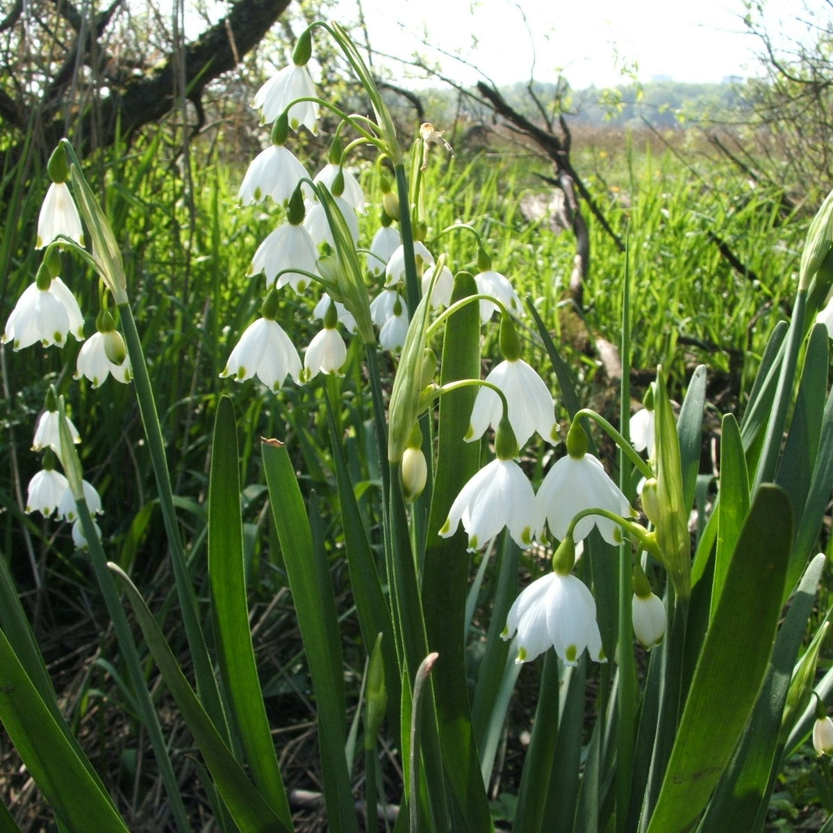 Leucojum Aestivum (Summer Snowflake)