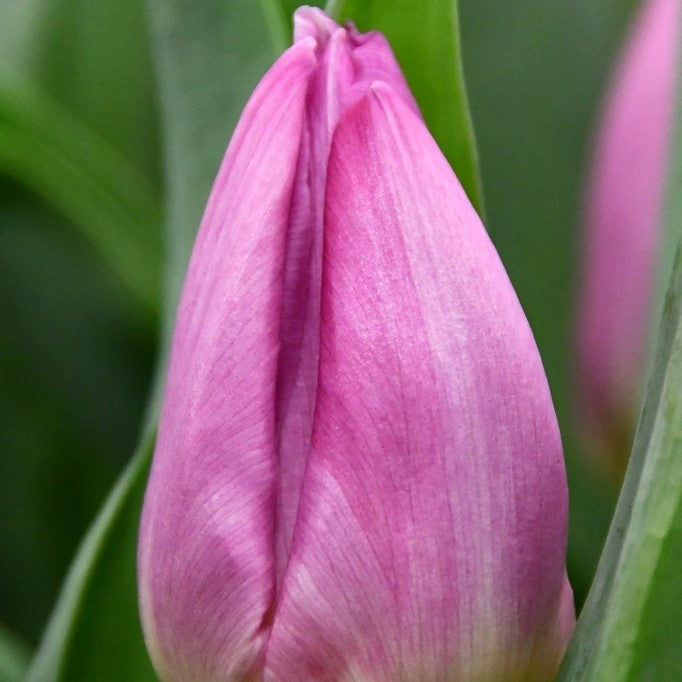 Tulip - Light Pink Prince