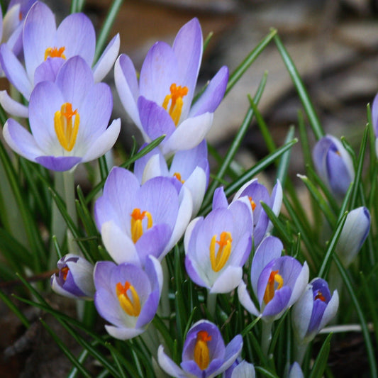 Species Crocus - Lilac Beauty