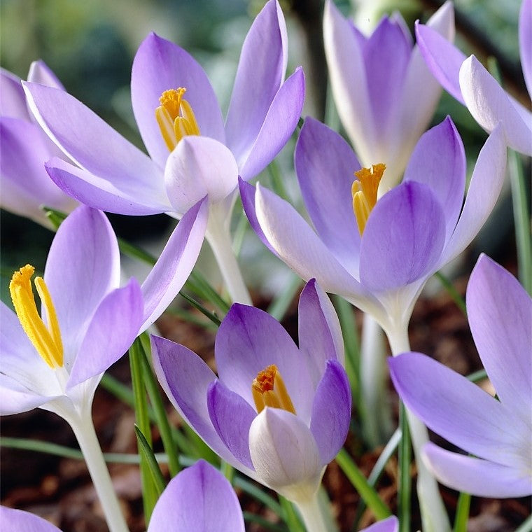 Species Crocus - Lilac Beauty