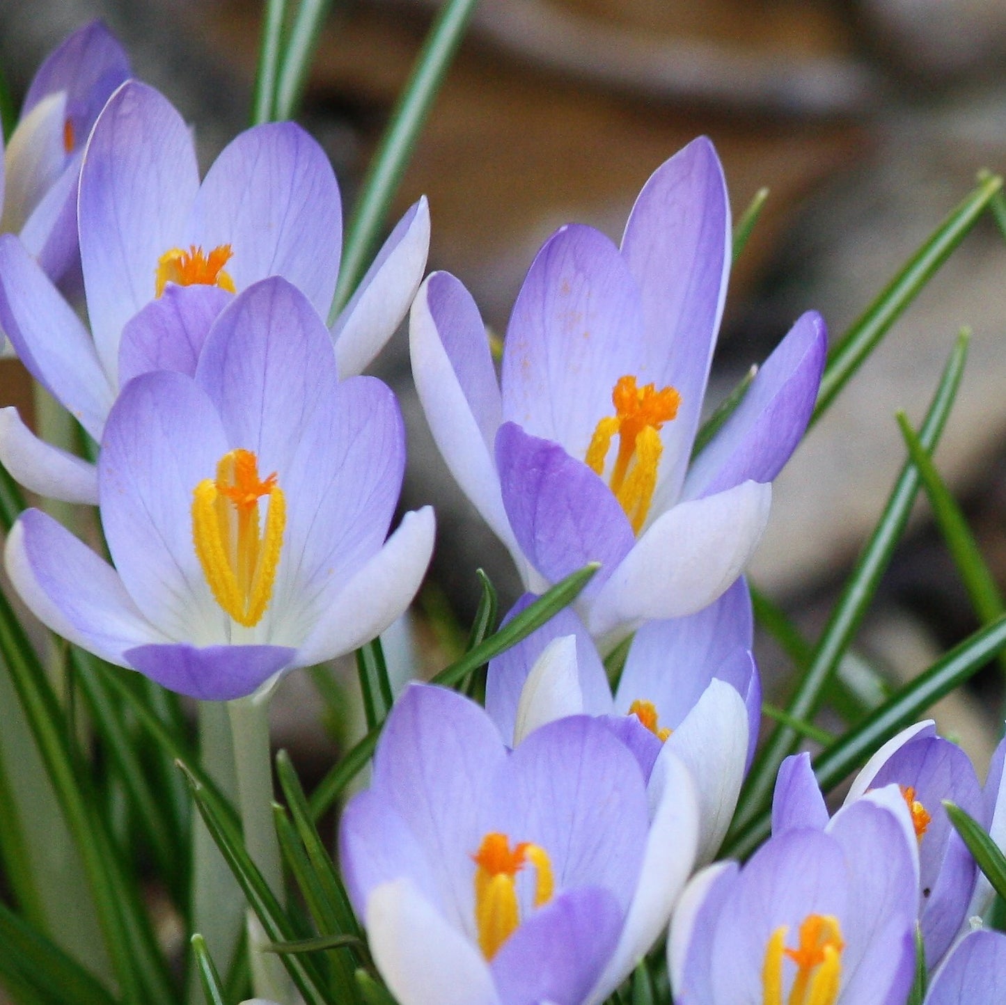 Species Crocus - Lilac Beauty
