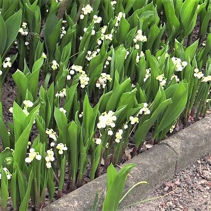 Lily Of the Valley ( Convallaria Majalis )