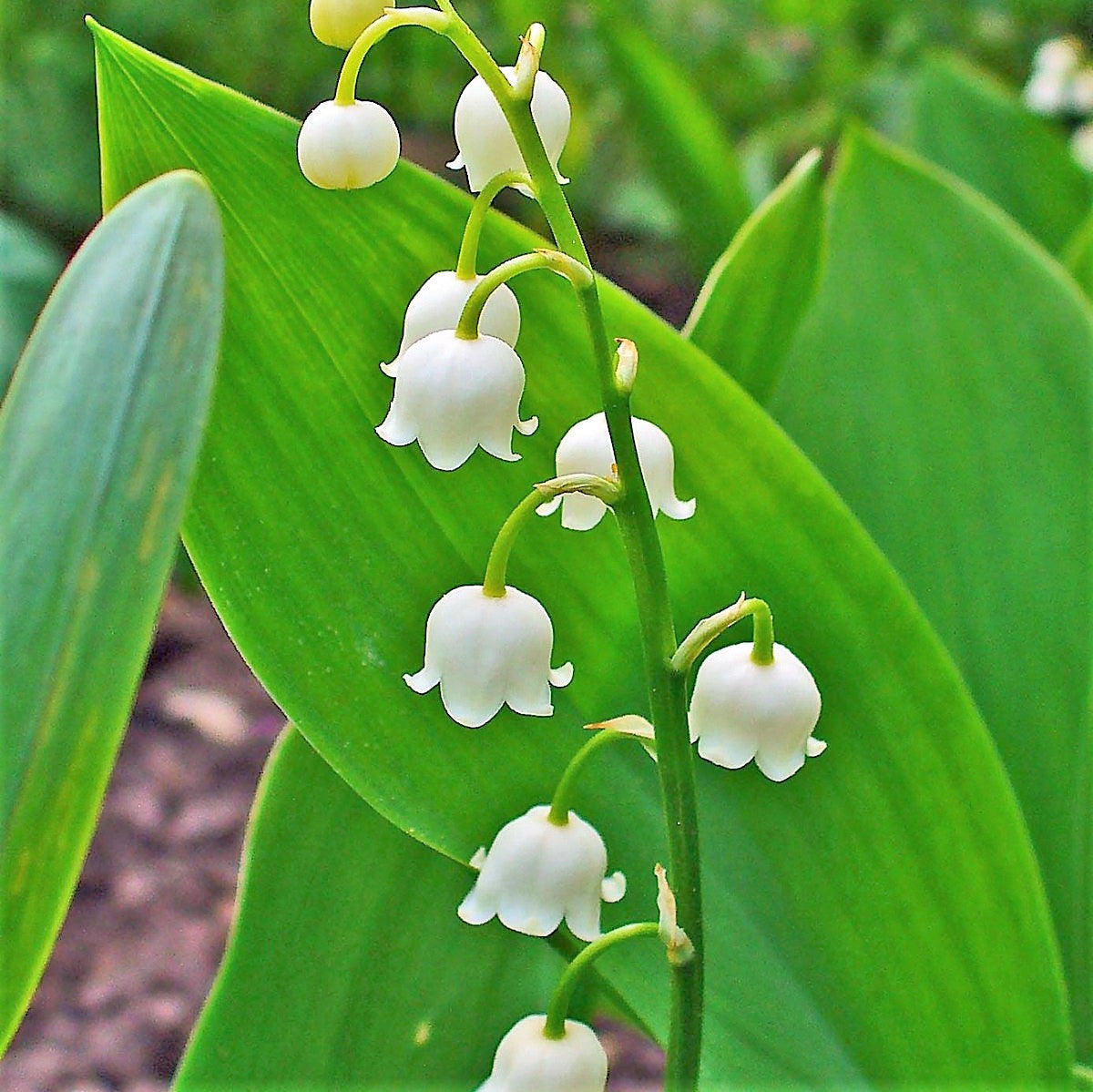 Lily Of the Valley ( Convallaria Majalis )