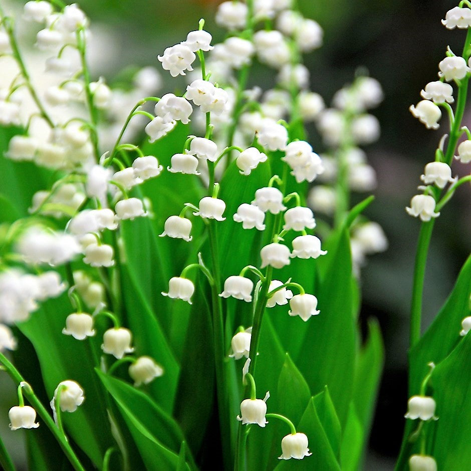 Lily Of the Valley ( Convallaria Majalis )