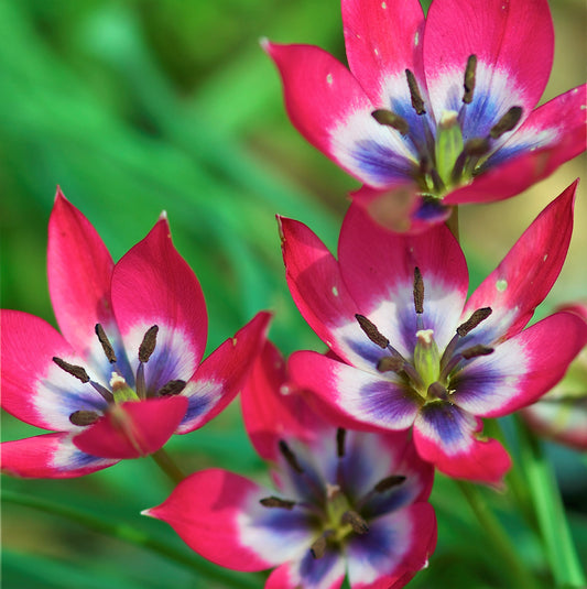 Tulip - Little Beauty