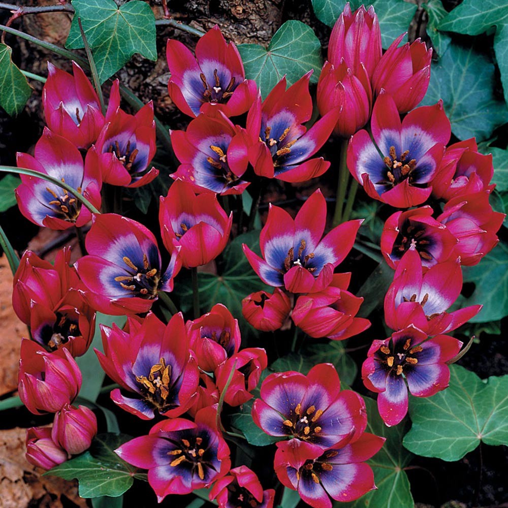 Tulip - Little Beauty