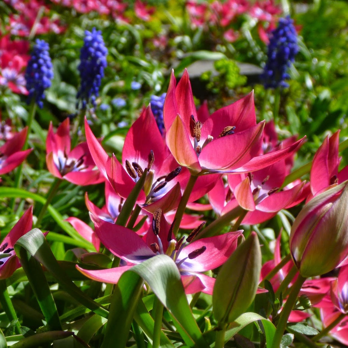 Tulip - Little Beauty