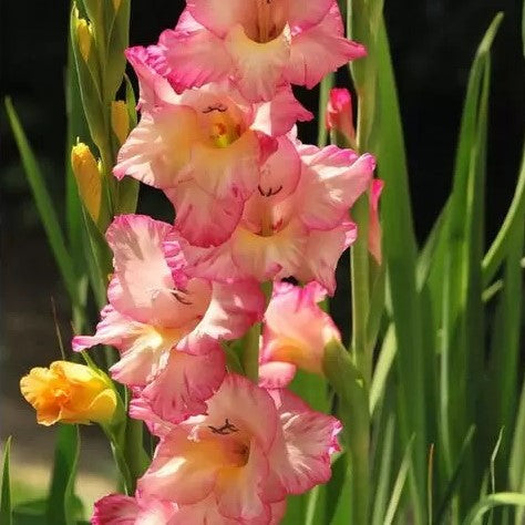 Large Flowering - Mango Muse