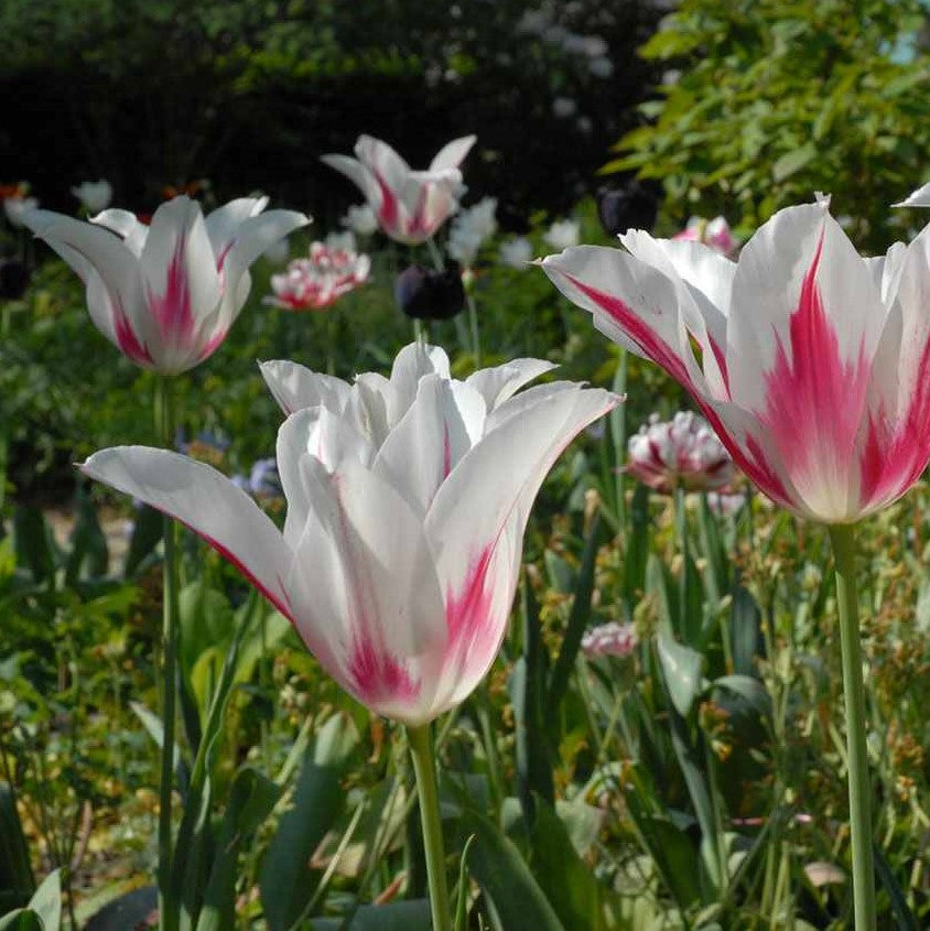 Tulip - Marilyn