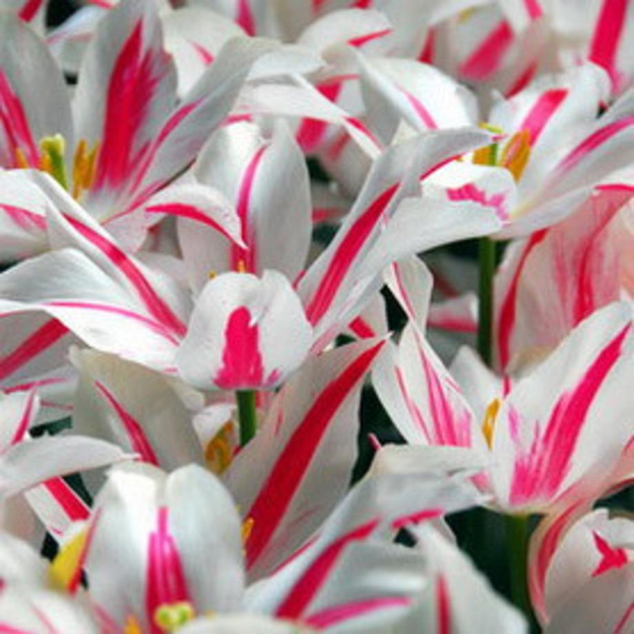 Tulip - Marilyn