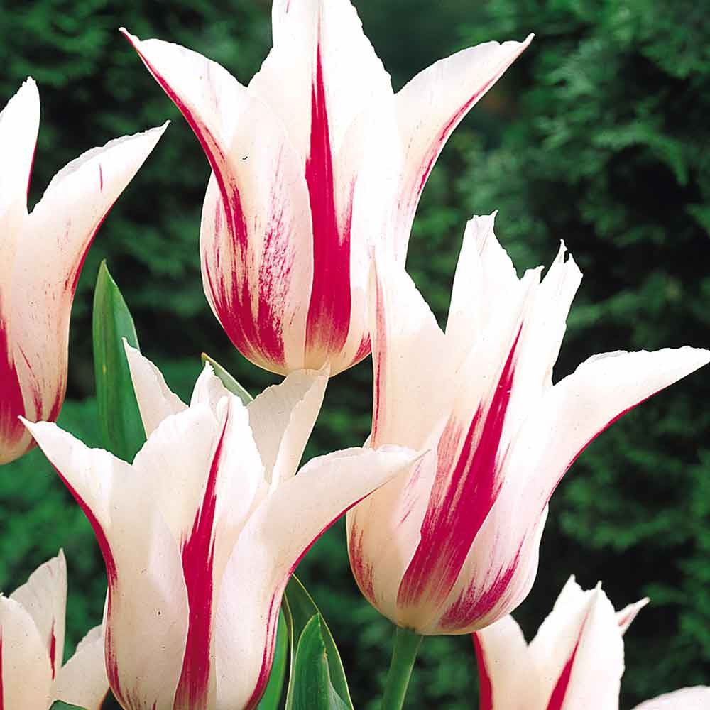 Tulip - Marilyn