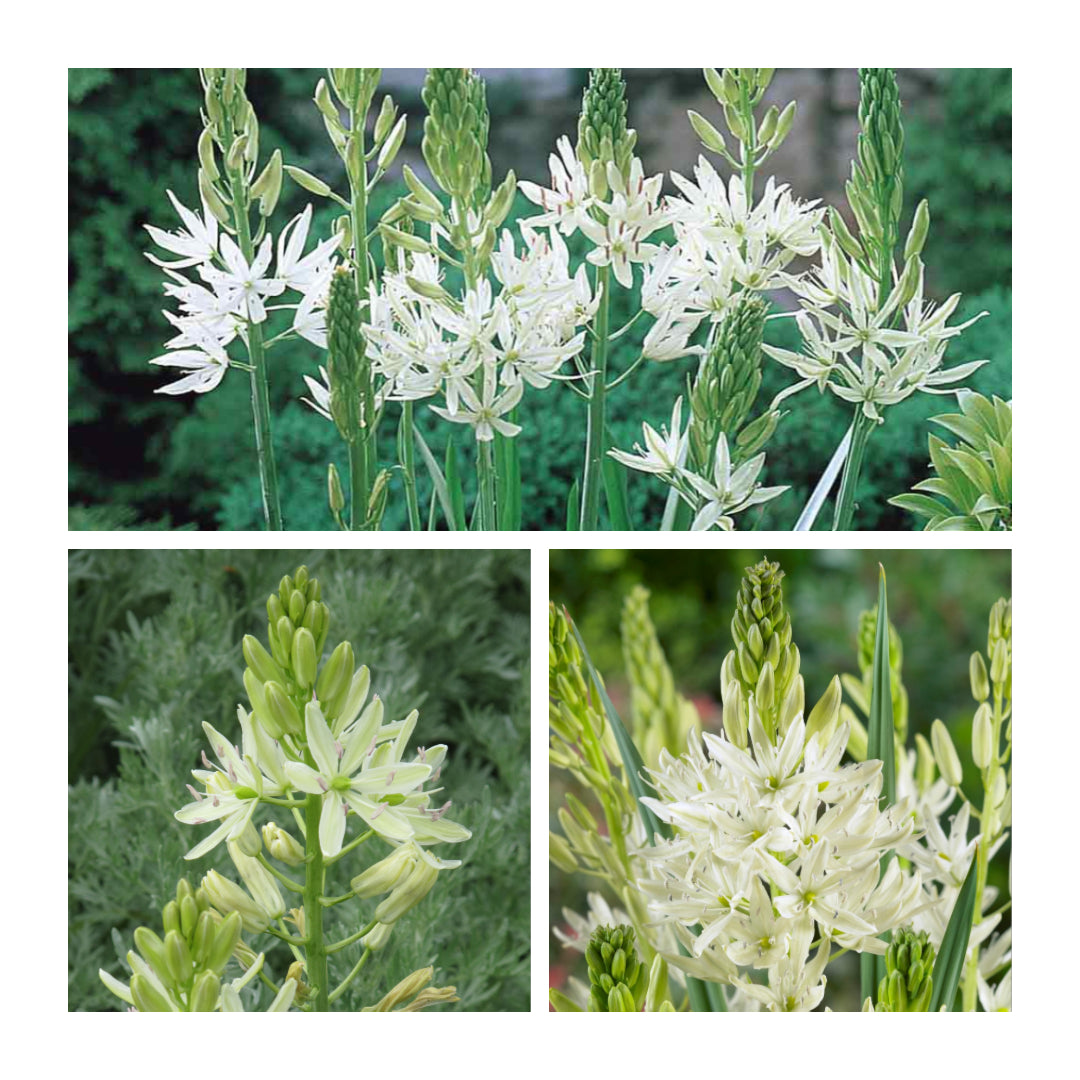 Camassia - Leichtlinii Alba